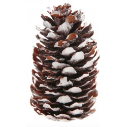 6 Pommes de pins colorées Blanc