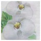 20 Serviettes Orchidée