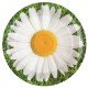 10 Assiettes Marguerite