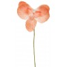 Orchidée sur tige