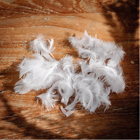 Plumettes Blanches
