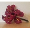 Arums sur Tige Bordeaux x12