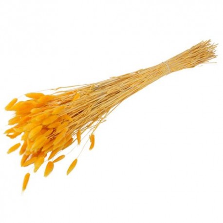Plumeaux langurus moutarde